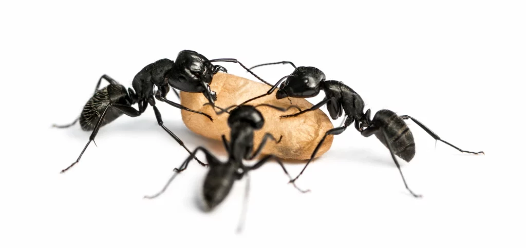 Image of three ants eating a grain