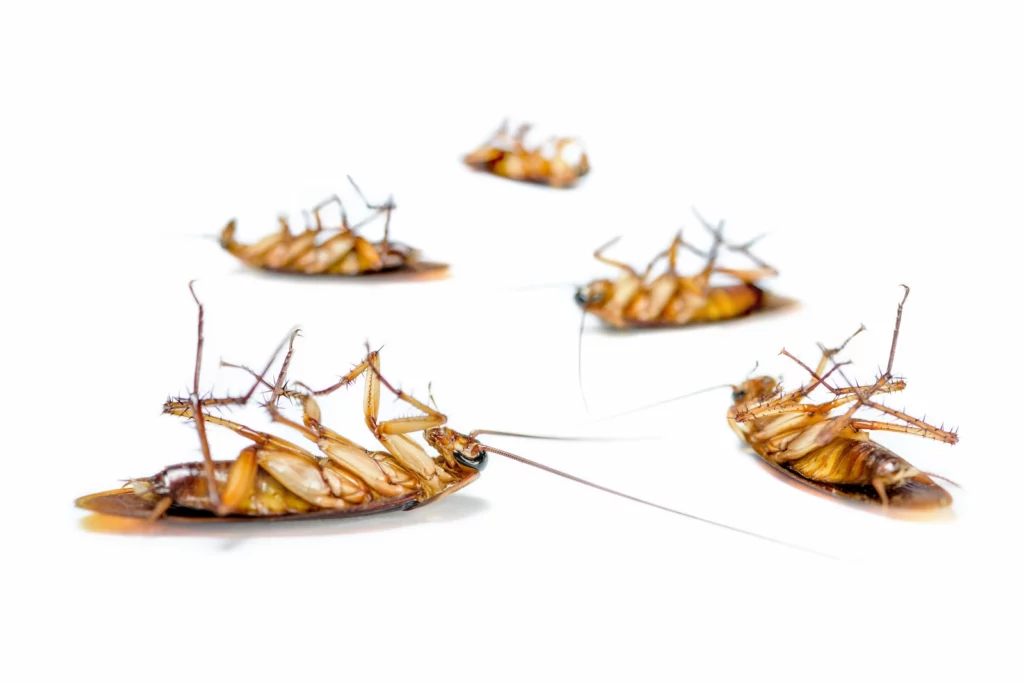 Image of five dead cockroaches