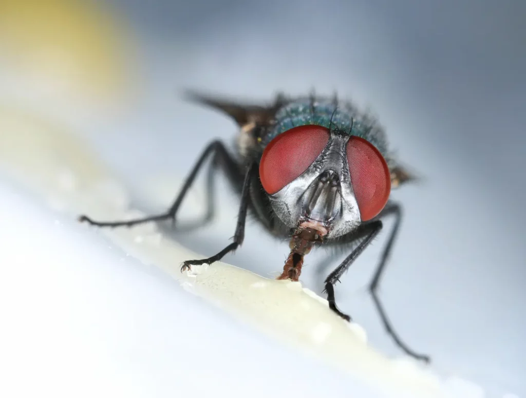Close up image fo a fly