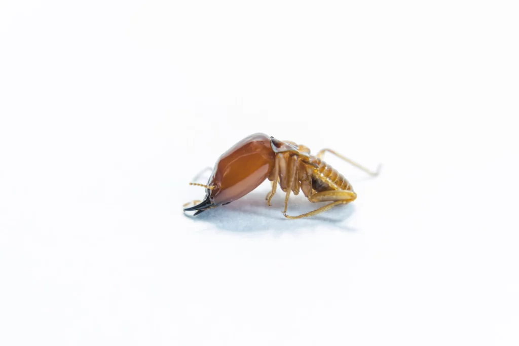 Image of termite on white background